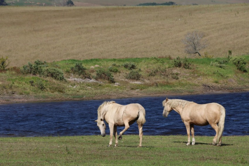 horses standing in grass by water