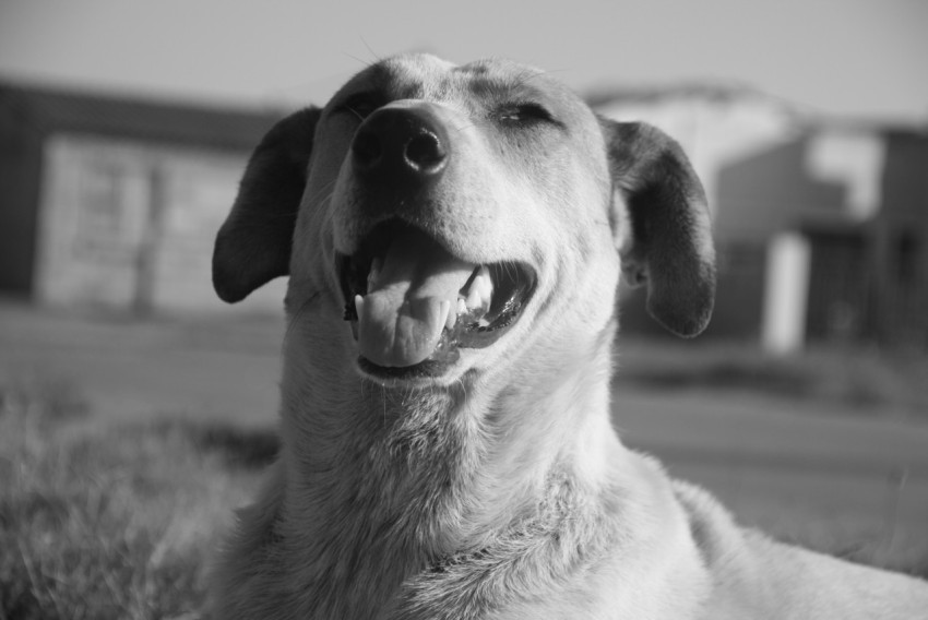 a black and white photo of a smiling dog