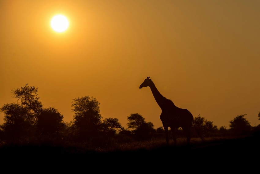 silhouette of giraffe near trees