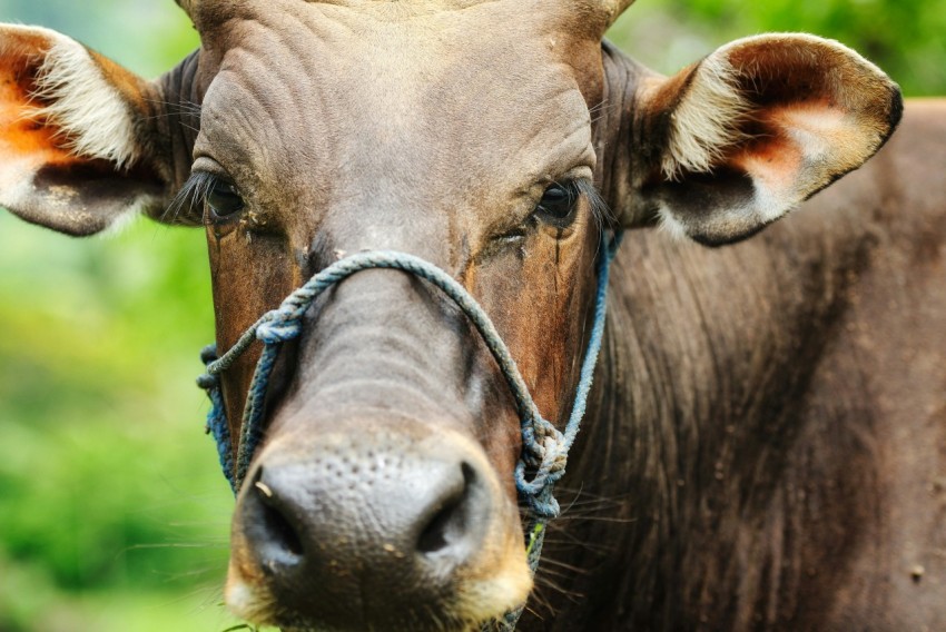 a close up of a cow with a harness on