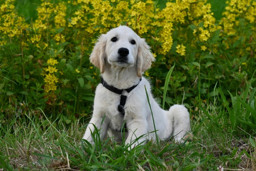 a white dog is sitting in the grass