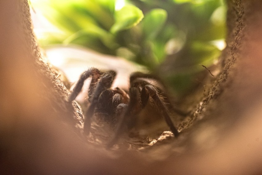 a close up of a spider in a hole