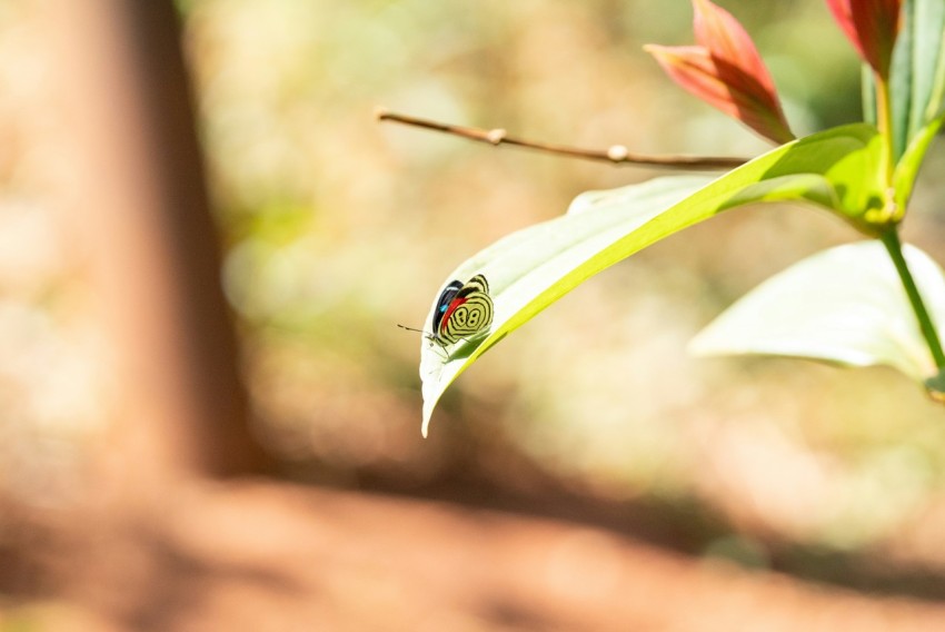 a close up of a flower with a blurry background XtRP