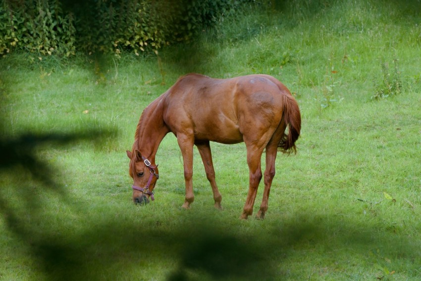 a brown horse eating grass in a field