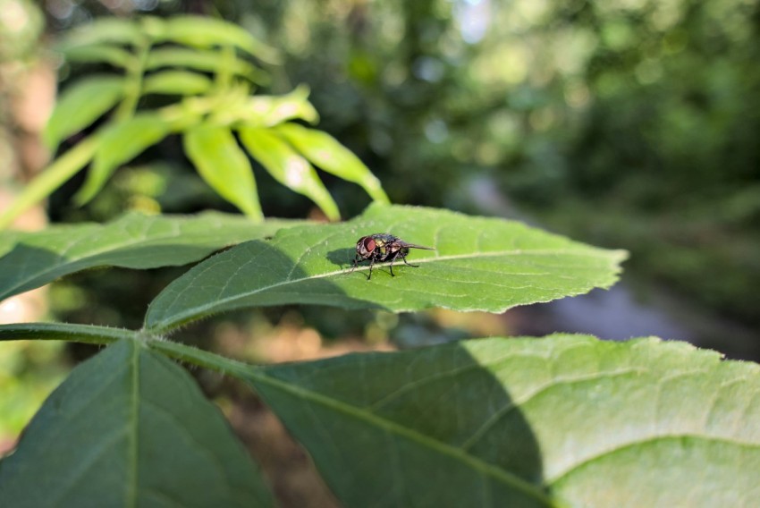 a bug is sitting on a green leaf