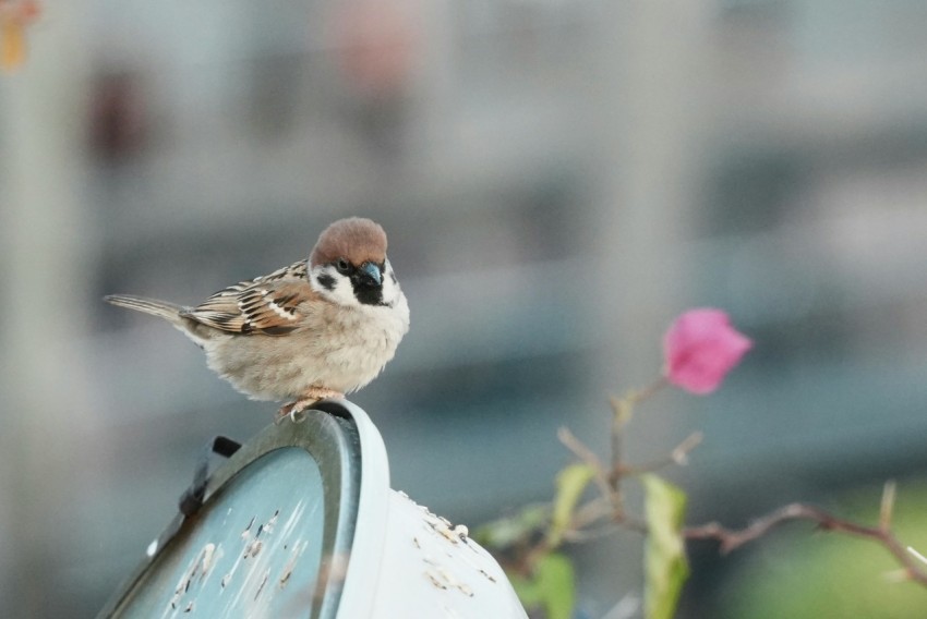 a small bird perched on top of a mirror