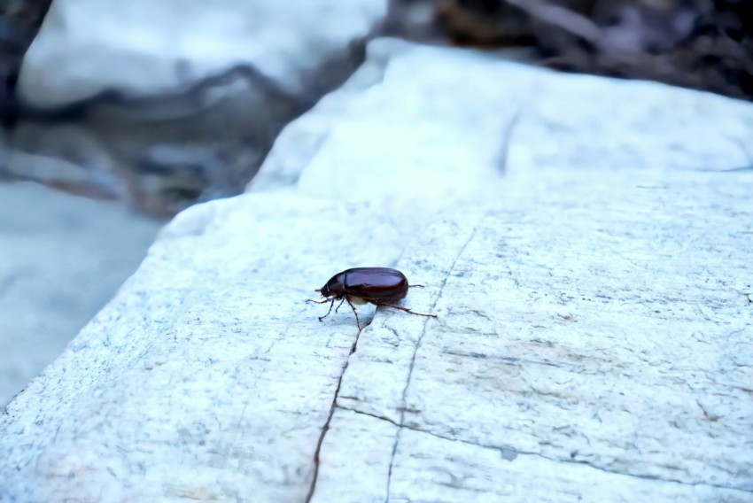 a bug crawling on a rock in the snow F