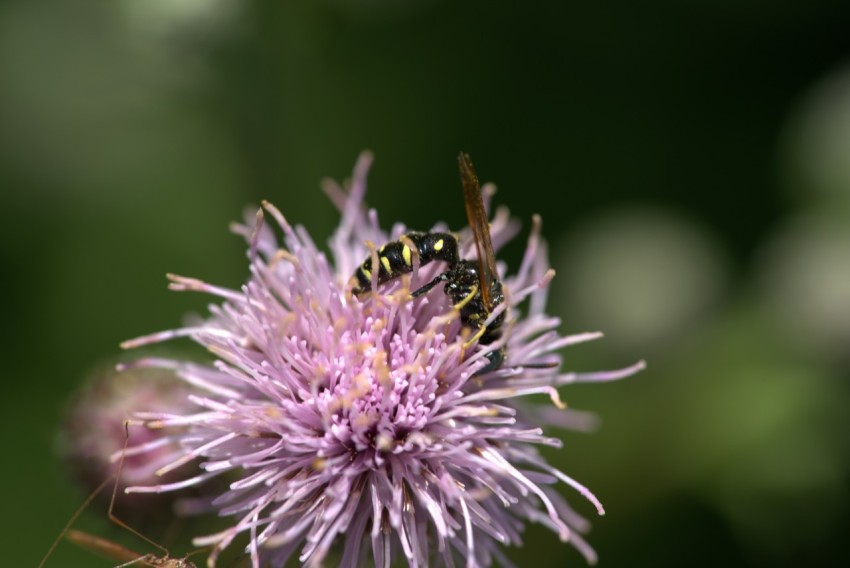 a close up of a flower with a bug on it xFxa9q