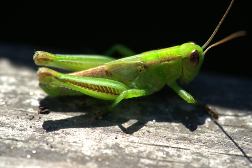 a close up of a grasshopper on a piece of wood