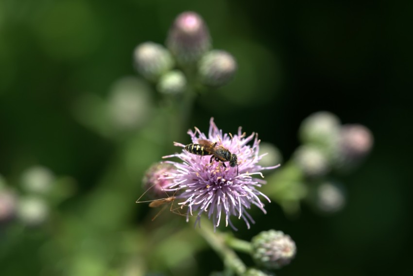 a close up of a flower with a blurry background V90