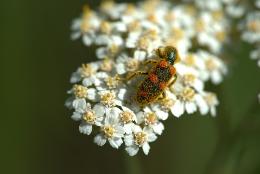 a bug sitting on top of a white flower