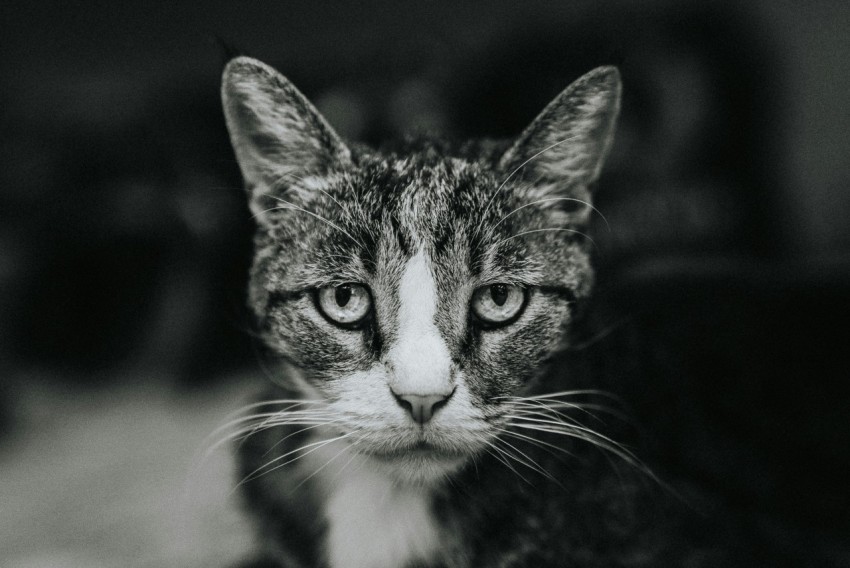 a black and white photo of a cat