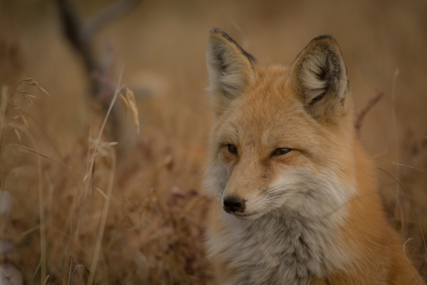 orange fox on grass field j