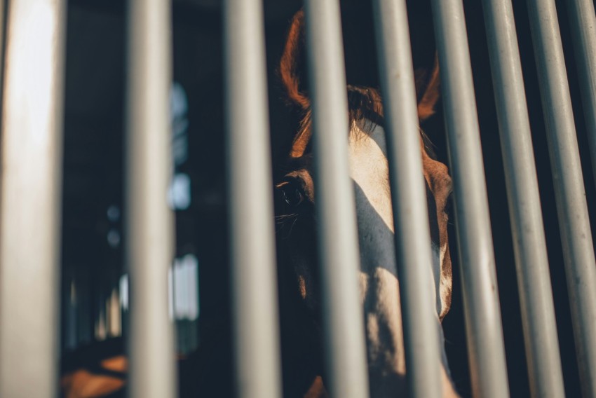 brown horse behind grey bars xjD