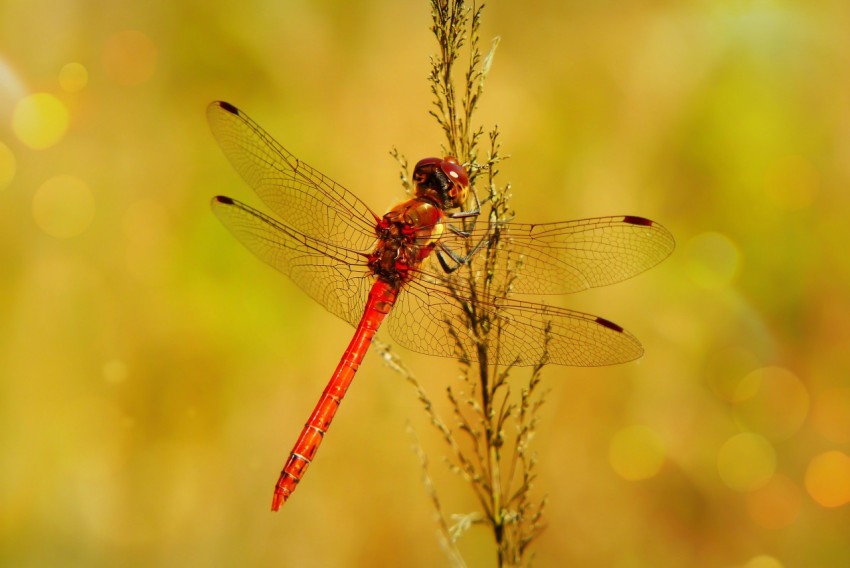 red dragonfly on plant