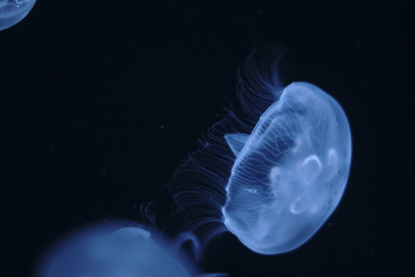 blue jellyfish underwater photography