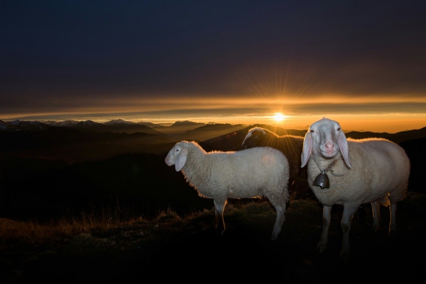 herd of white sheeps on hill during sunrise GK0sAWELI