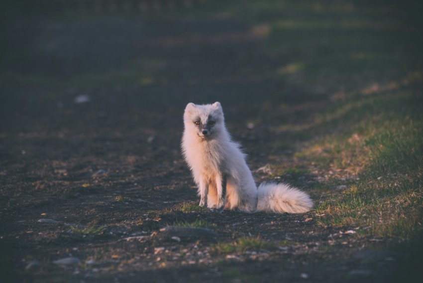 long coated white animal on green lawn grass during daytime