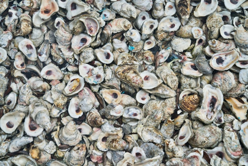 grey and white sea shells