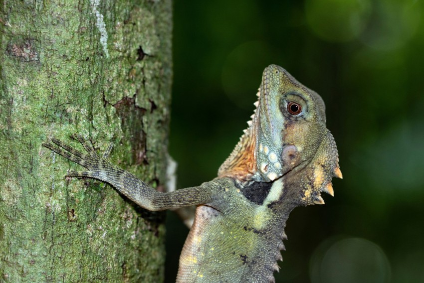 brown and green bearded dragon on brown tree trunk