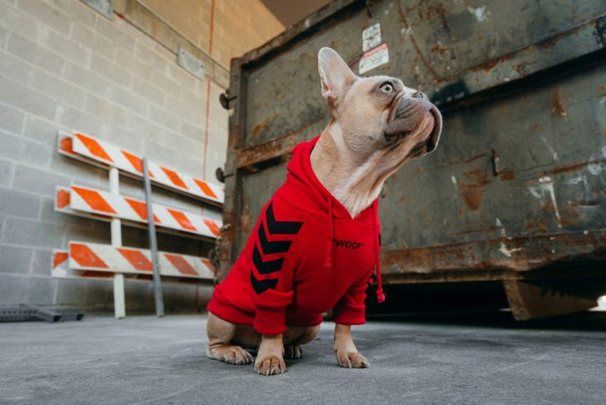 brown pug in red and black striped hoodie