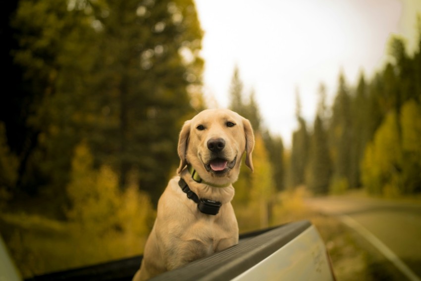 selective focus photography of short coated brown dog on pickup truck