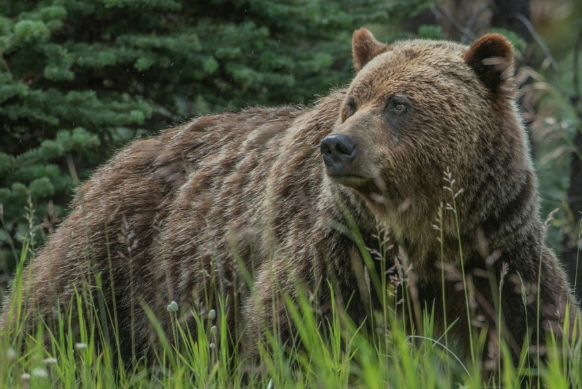 brown bear on green grass during daytime 8wyPT