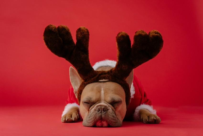 brown and white short coated dog wearing red and black rabbit costume nCk