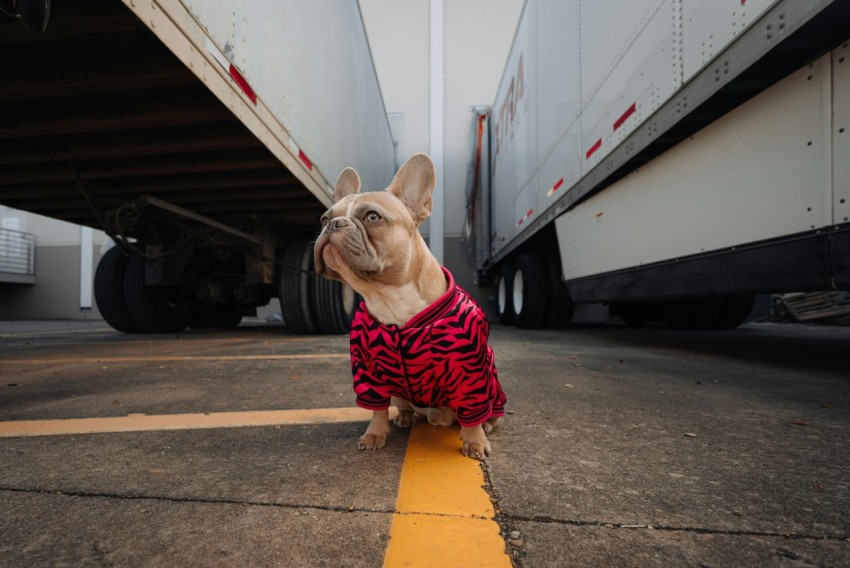 brown pug wearing red and black plaid shirt and red and black plaid scarf