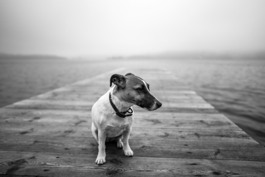 grayscale photo of dog sitting on boardwalk k2e