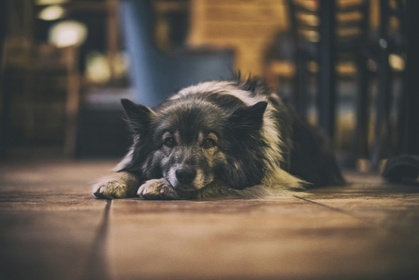 selective focus photography of white and black dog lying on floor