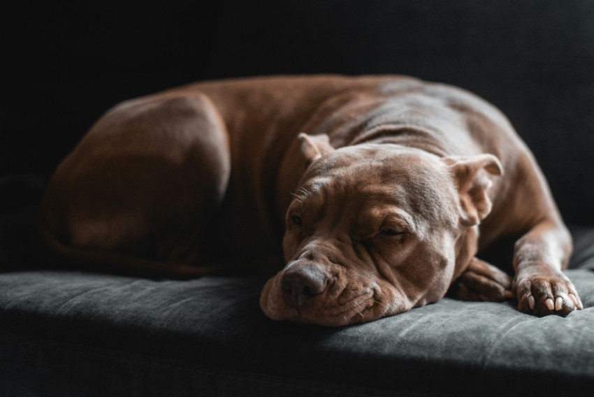 medium size short coated brown dog Ji