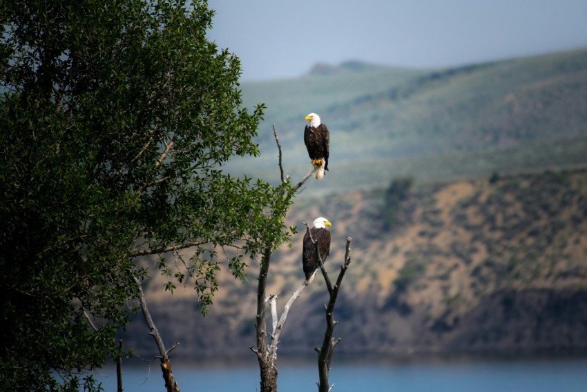 two bald eagles perched on gray bare tree branch during daytime