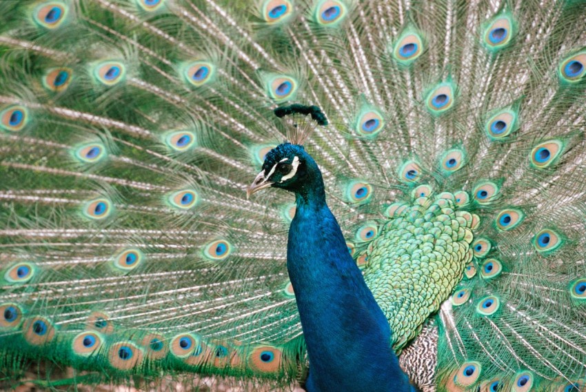 a peacock with its feathers spread out