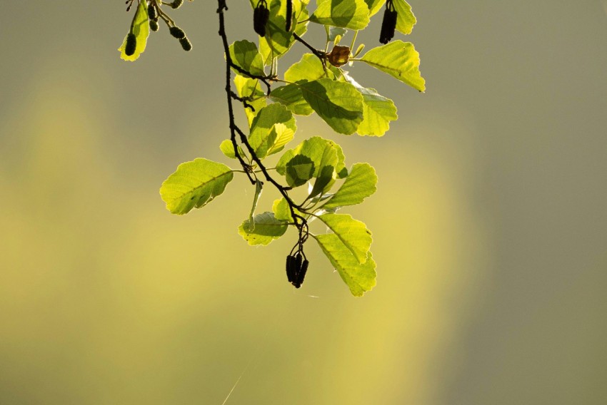 a branch of a tree with green leaves CkqHQvX