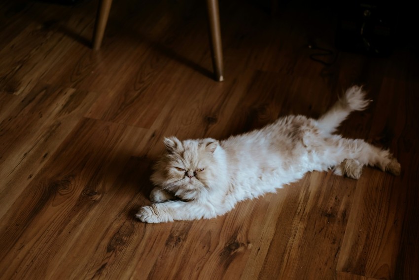 white long fur cat lying on brown wooden floor ObqA