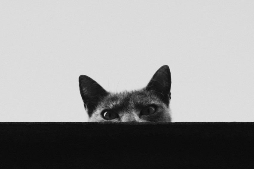 a cat with its head through a hole in a wall