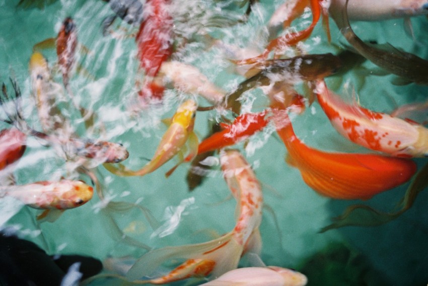 school of orange and white fishes