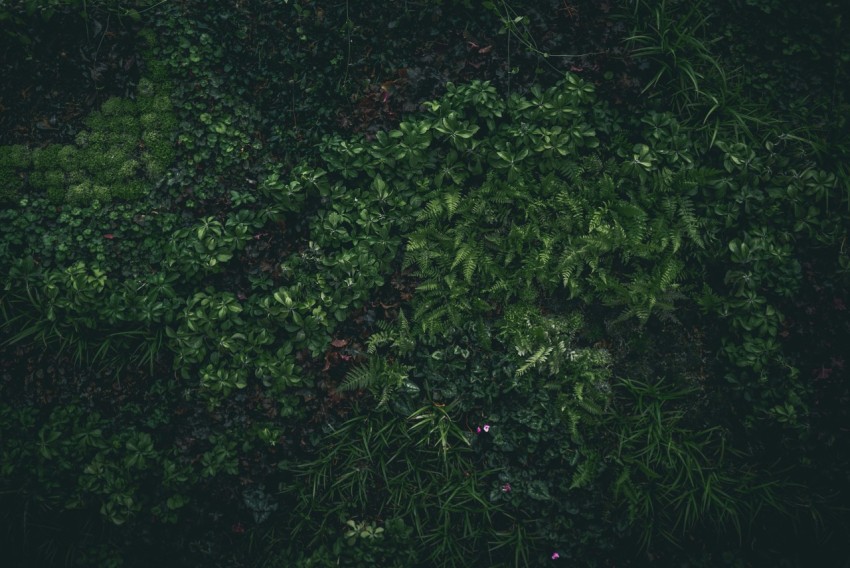 a top view of a forest floor with ferns and other leafy plants