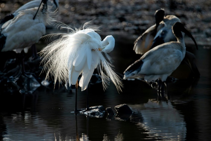 birds standing on body of water