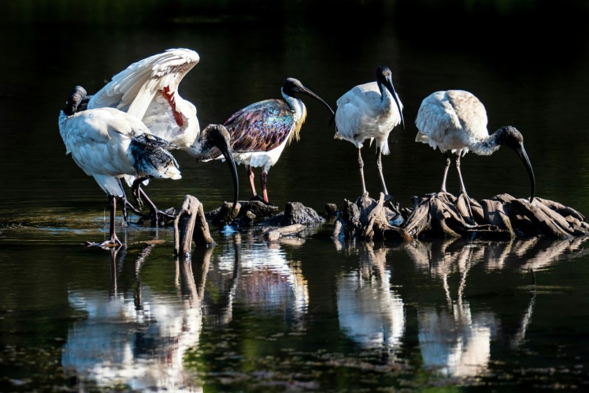 flock of birds photograph c