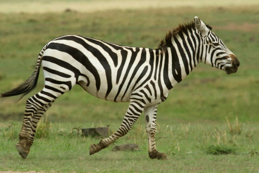 a zebra is running in a grassy field