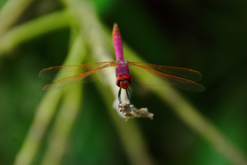 selective focus photography of dragonfly perching on plant Pxajp6B