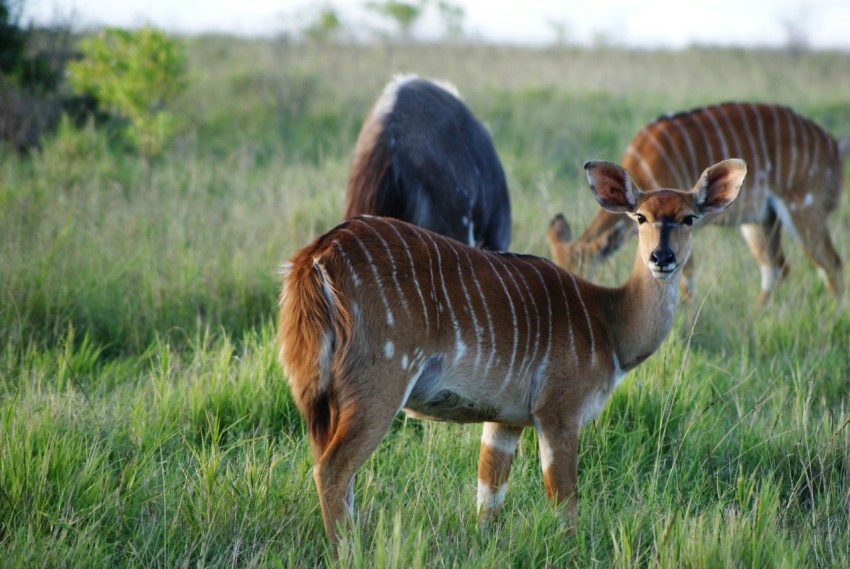 brown deer on open field during daytime