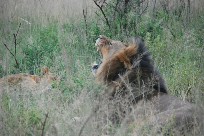 a lion and a lioness in a field of tall grass i