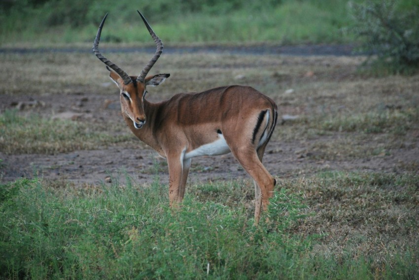 an antelope standing in a field of grass