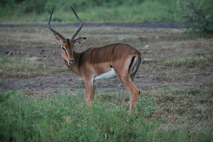 an antelope standing in a field of grass