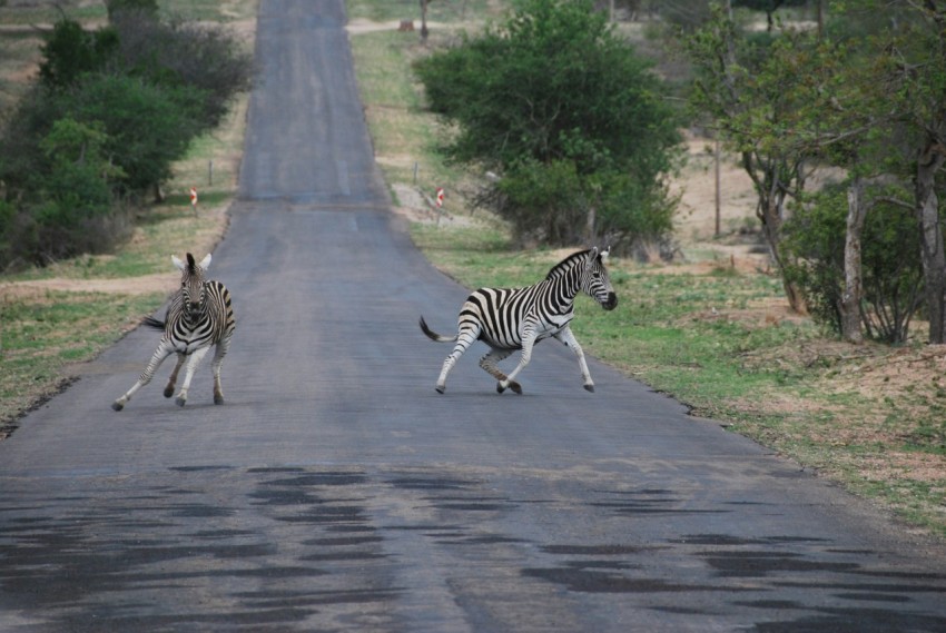 zebra walking on gray asphalt road during daytime