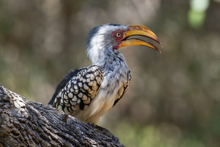 a close up of a bird on a tree branch