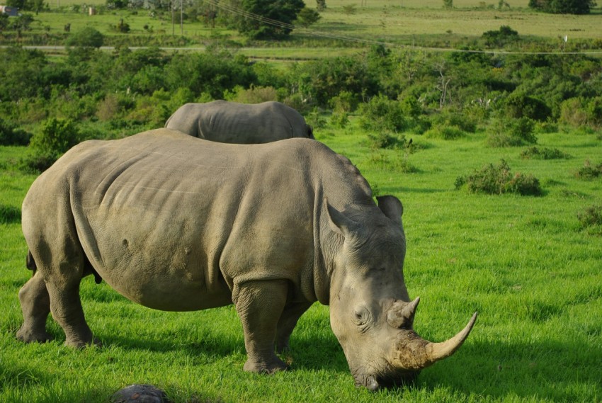 grey rhinoceros on green grass field during daytime